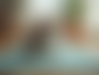 Explore the Fun of Cat Yoga Family Events