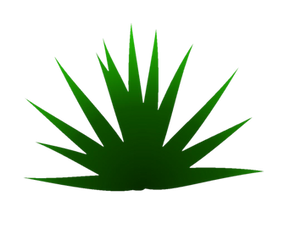 Agave Espadín (agave angustifolia)