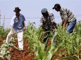 Manejo Agronómico