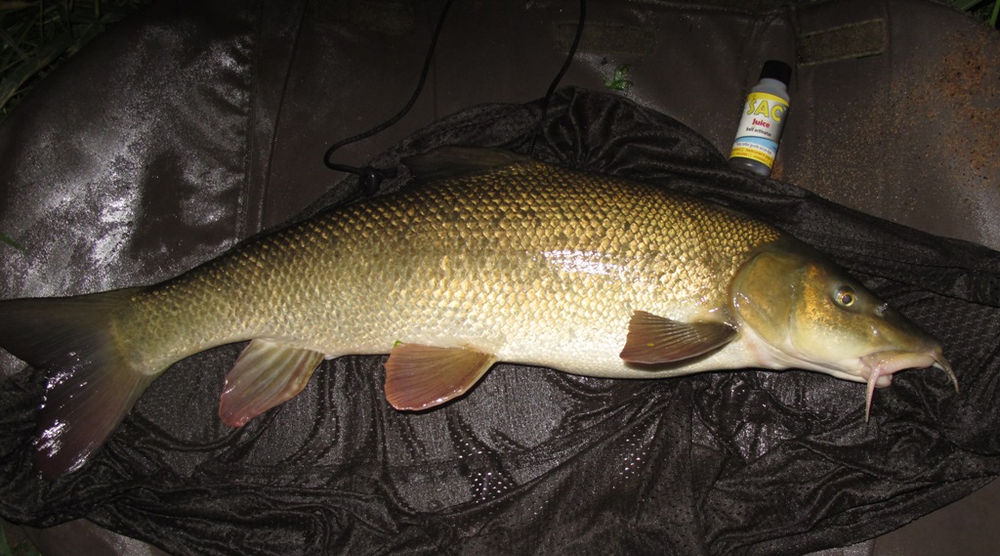 Barbel Fishin 2014 River Severn