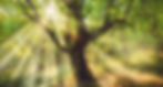 fairy_tree.jpg