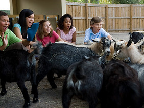 Zoo 1