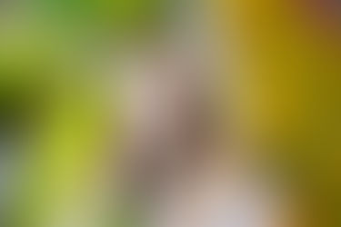 Mackenzie | Ellis School Class of 2015 | Kristy Wilson Photography