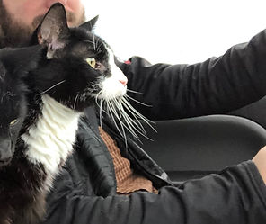 A 3-legged cat named Crash standing on the Centre Console of a truck