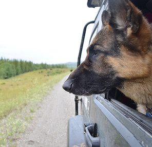 A German Shepherd named Addi looking out the window of a Jeep at the passing terrain