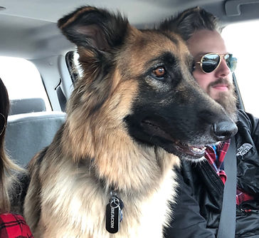A picture of Beacon the Dog standing on the Centre Console