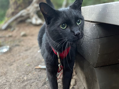 A picture of Mac the Adventure Cat near a log picnic table
