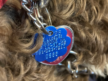 Reminder – Time to Renew Dog Licenses