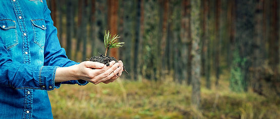 Re forestation (2).jpg