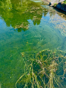 cyanobacteria in a lake
