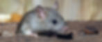 a rodent