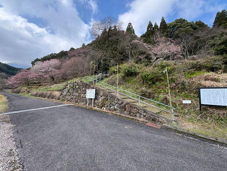 伊万里市　明星桜　3/23　
