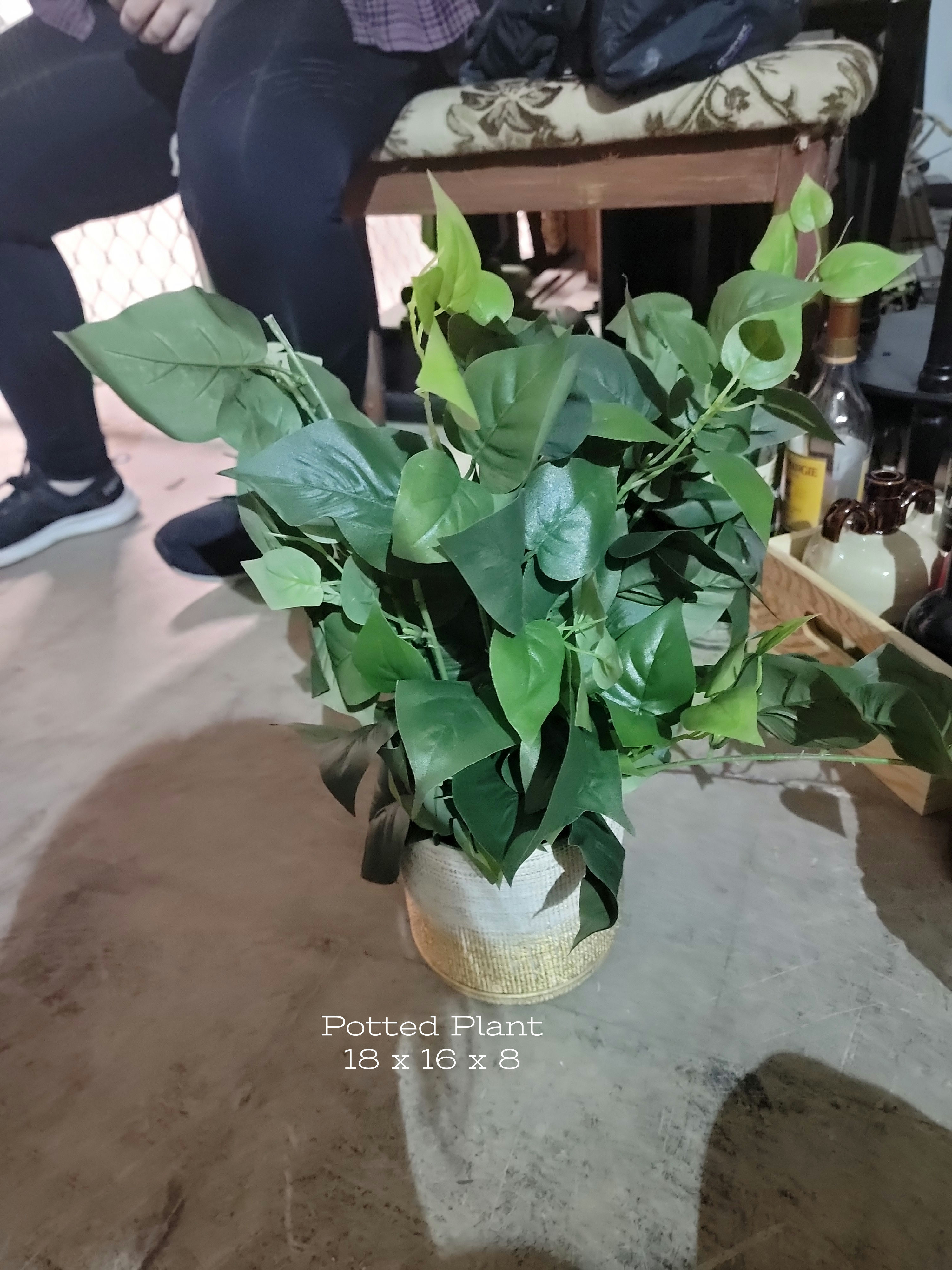 [P0063] Potted Plant