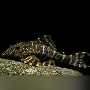 Clown-Stripe-Pleco.webp