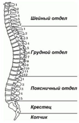 Spine