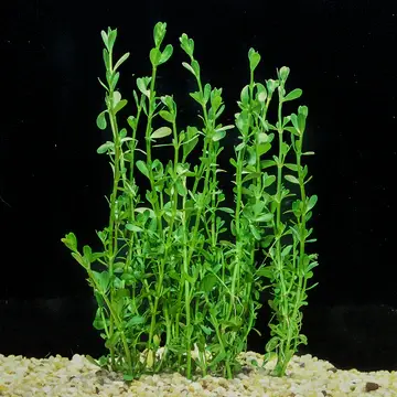 plantmoneywort.webp