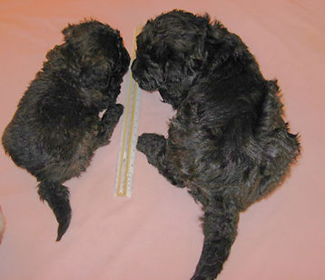 Mini Labradoodle and Medium Labradoodle