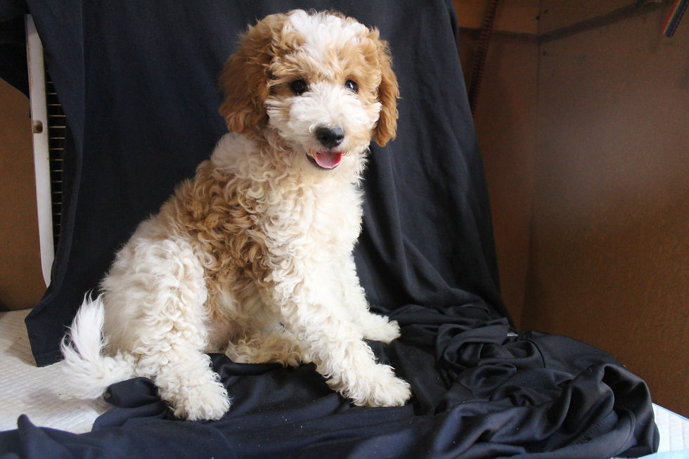 Miss Olivia the mini Labradoodle