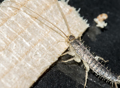 "papierfischchen-bekaempfen-nuernberg-fuerth-erlangen-brummer-kammerjaeger"