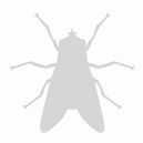 Professionelle Fliegenbekämpfung in Nürnberg, Fürth und Erlangen.