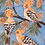 Thumbnail: HOOPOE FAMILY Ltd Edition Giclee Print with mount