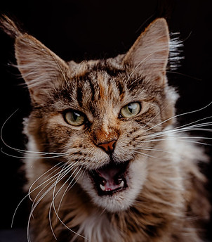 kunzargo maine coon mexico zarathustra.jpeg