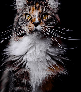 maine coon mexico.jpg