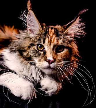 makara maine coon mexico