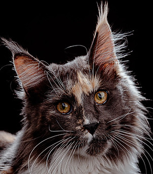 maine coon mexico kundera.jpeg