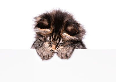 Maine coon mexico monterrey sonora