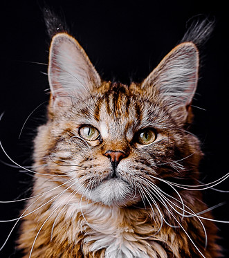 maine coon mexico_edited.jpg