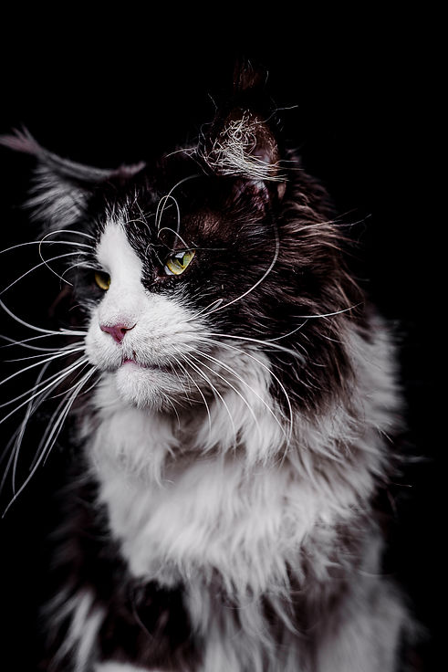 maine coon mexico