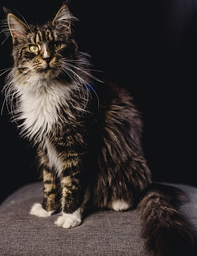 Maine Coon México