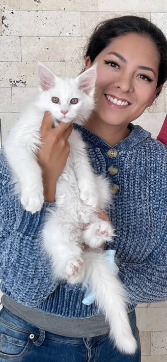 Maine Coon mexico criadero