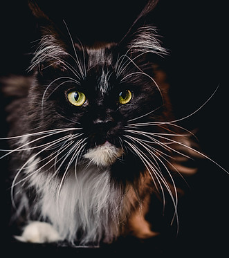 Maine Coon Mexico