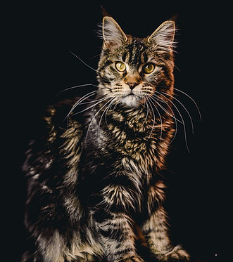 Maine Coon Mexico