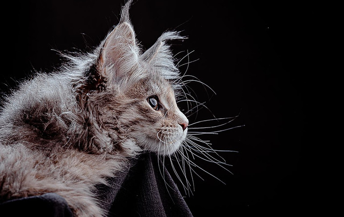 kunzargo maine coon mexico voragine.jpeg