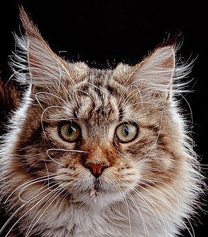 maine coon mexico kreya.jpeg