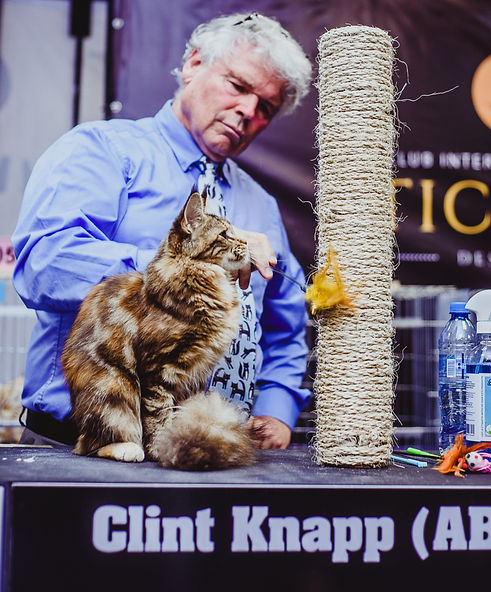 MAINE COON MEXICO KUNZARGO SHOW.jpg