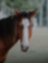 ride with confidence, confident rider, riding confidence, riding with confidence, lost confidence horse riding, rider confidence courses, rider confidence course, confidence equine, confident horse rider, horse rider confidence, horse riding confidence, confidence horse riding, confidence in horse riding, horse confidence course, how to stop being a nervous horse rider, horse riding confidence courses, hypnotherapy for horse riding confidence, confident riding, hypnosis for horse riding, equestrian hypnotherapy, nervous horse rider, scared to ride my horse, confidence building for horse riders, action plan for horse riding nerves, anxious riding horses, beat horse riding nerves, boost confidence riding horses, help for nervous riders, how to be a more confident rider, how to stop being a nervous rider, hypnosis for horse riders, lost confidence riding horses, nerves during dressage test, nervous before dressage test, nervous doing cross country, nervous handling horses,