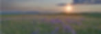 faucus-springs-main_edited.jpg