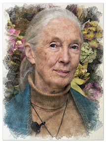 Jane Goodall Sketch300.jpg