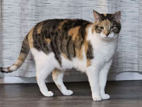 Kat's Corner: Why Cats Like Their Litter Box Clean