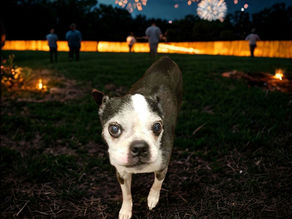 Kat's Corner: Preparing Your Pet for Fireworks
