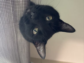 Binx hangs off her perch