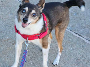 Kat's Corner: The Lifesaving Importance of Learning Pet CPR and First-Aid