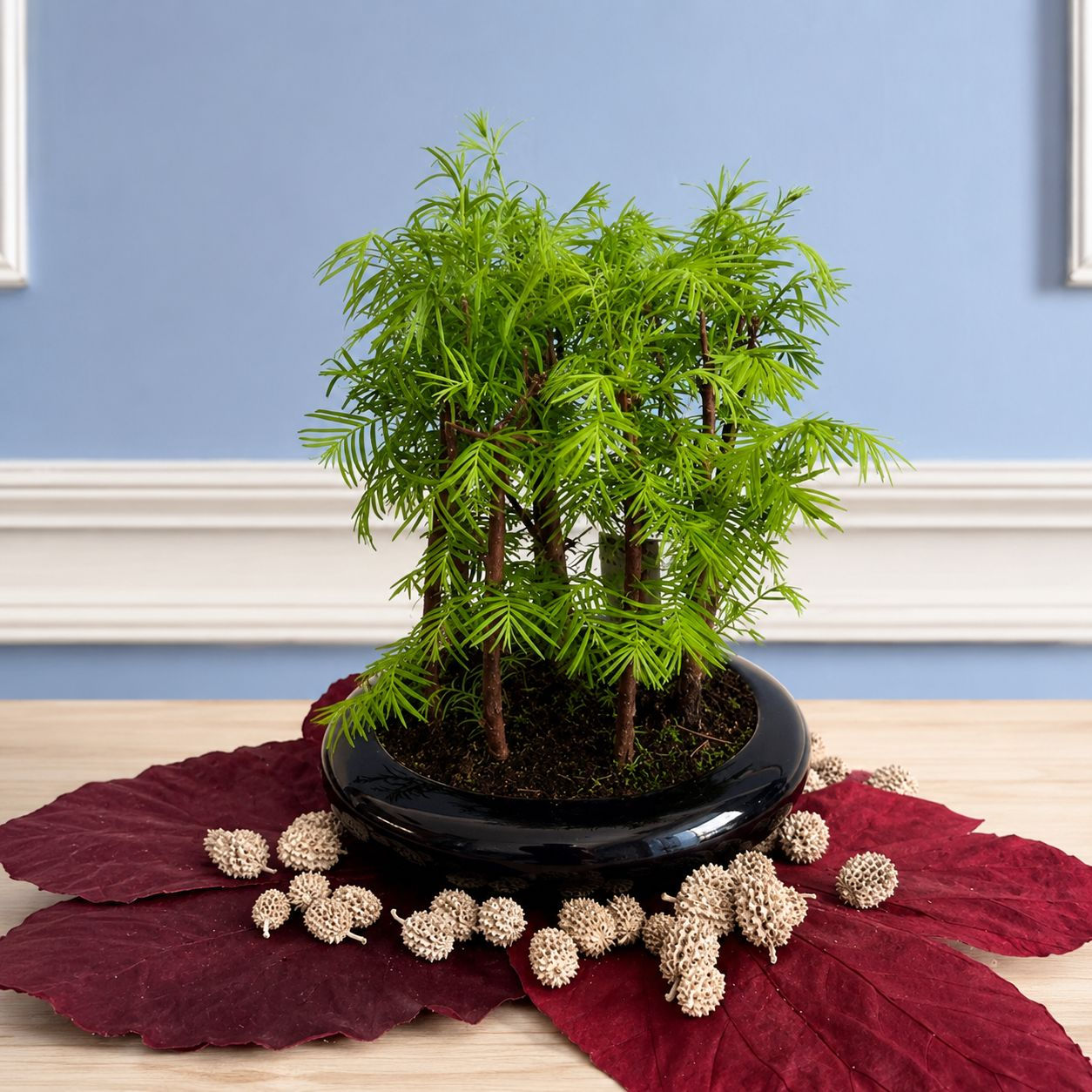 Bonsai Metasequoia XXL