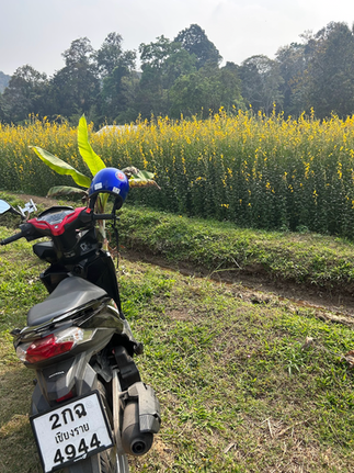 Chiang Rai Thailand travel guide