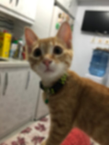 kedi sahiplendirme ilanları