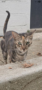 Gato